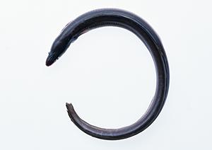 地域に愛されるお弁当の名店：つるやの仕出し弁当と惣菜の魅力と店舗情報